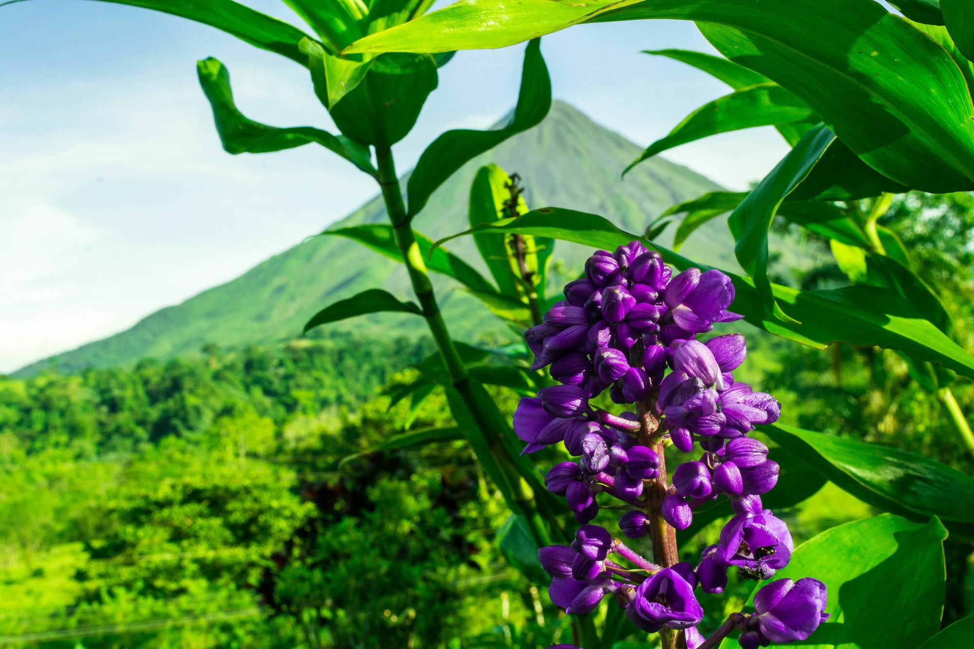 Arenal Bungalows La Fortuna Luaran gambar